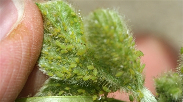 没出生就怀孕！这种草食性害虫也太厉害了