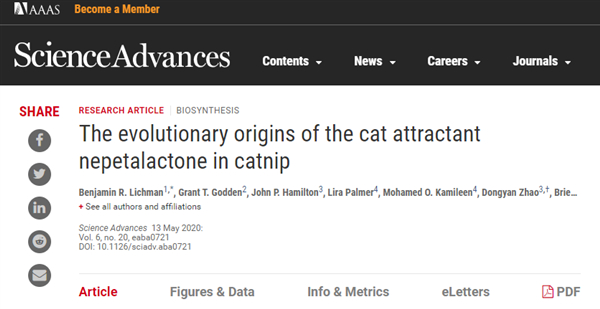 猫薄荷是如何保持“吸猫体质”的？